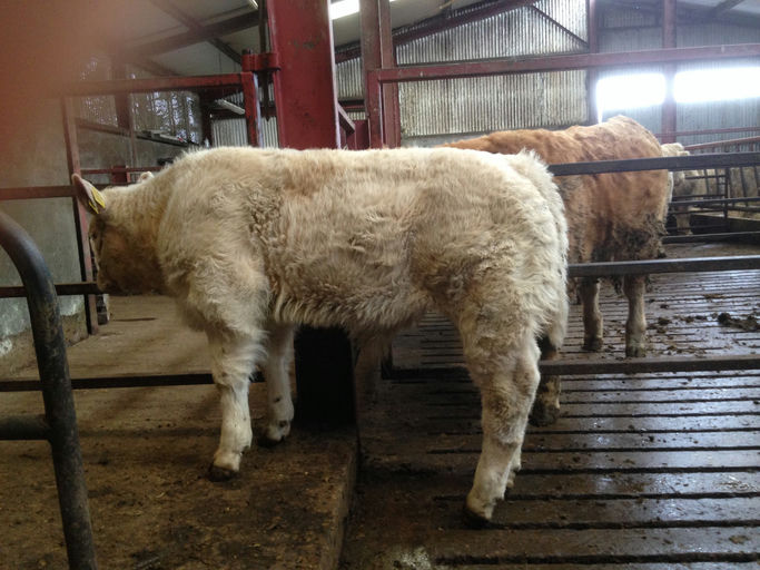 Jasper sired bull calf