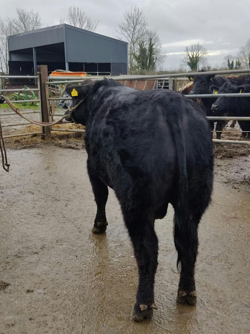 PORTAUNS VOLCANO P643 Picture 5