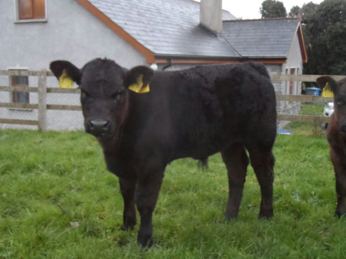 LISDUFF LEONARDO S387 Picture 1