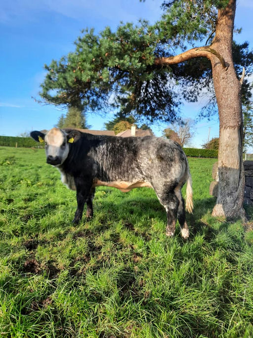 BROOKLANDS MARCO Picture 12