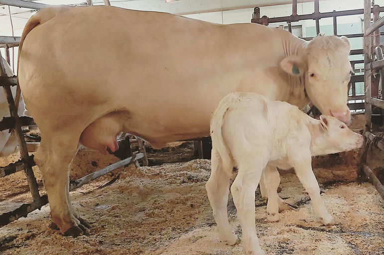 Newborn Lebonvo sired calf