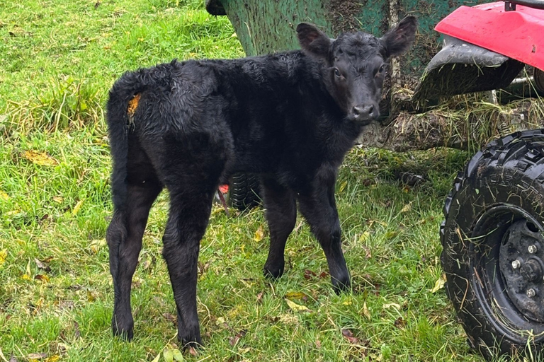 Vegas sired heifer calf