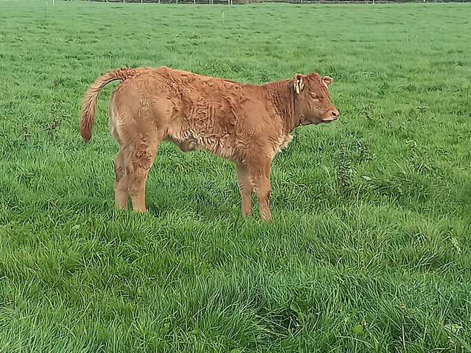 Birchpark Rufus sired heifer calf