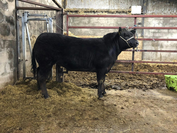 LISDUFF RED PEPPER R368 Picture 3