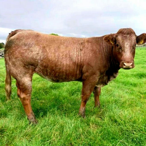 EWDENVALE IVOR Picture 11