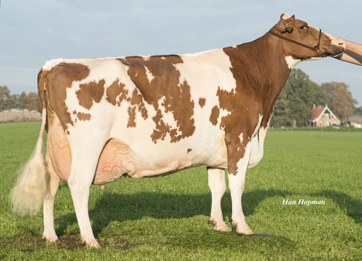 BIG RADAR LOVE RED Picture 0