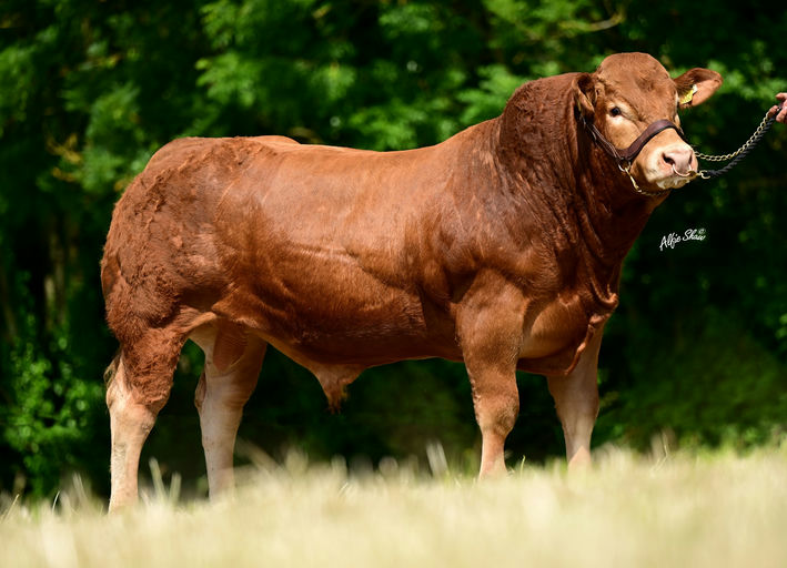 GLENFORD SAM Picture 0