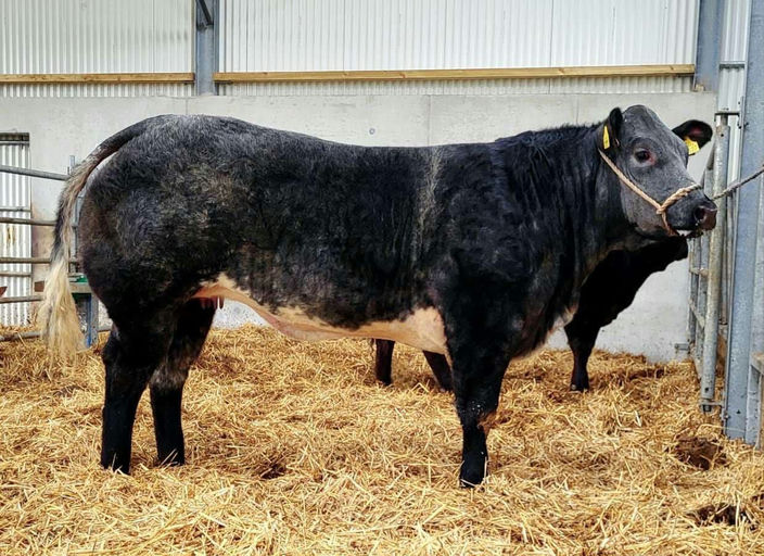 Mats Van Terbeck sired heifer