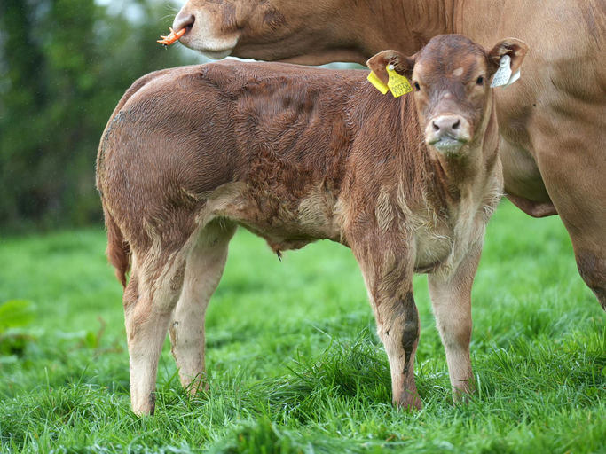 SLIABH FELIM STERLING Picture 1