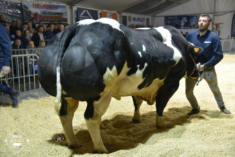 Notaire Du Tordoir (BB9745)