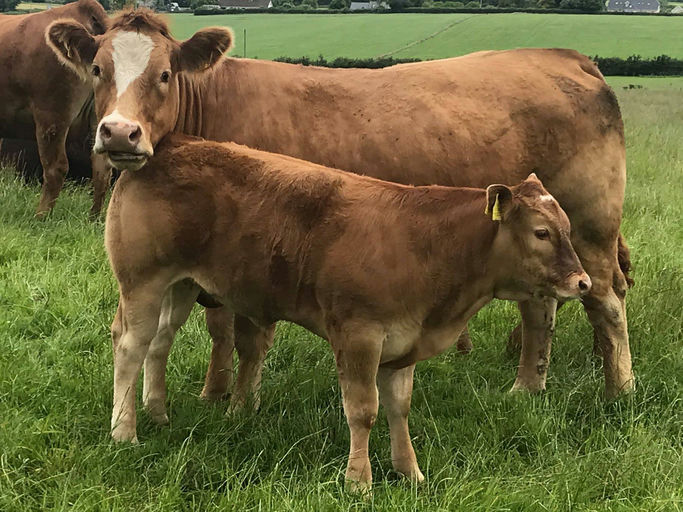 CASTLEVIEW CASINO (ET) Picture 6