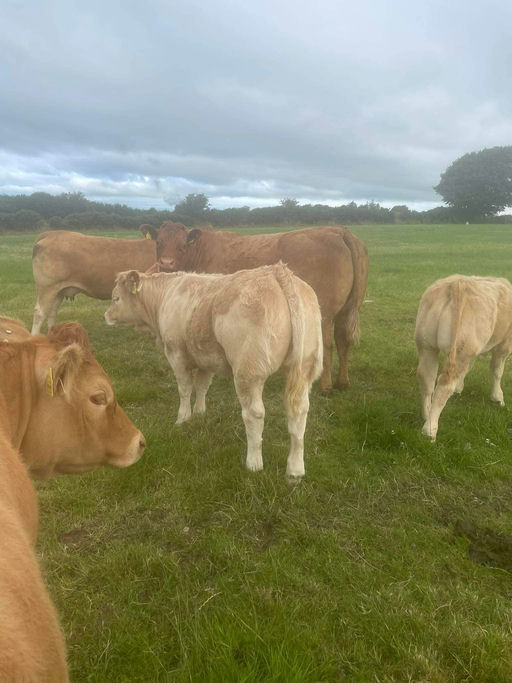 Loki sired heifer calf