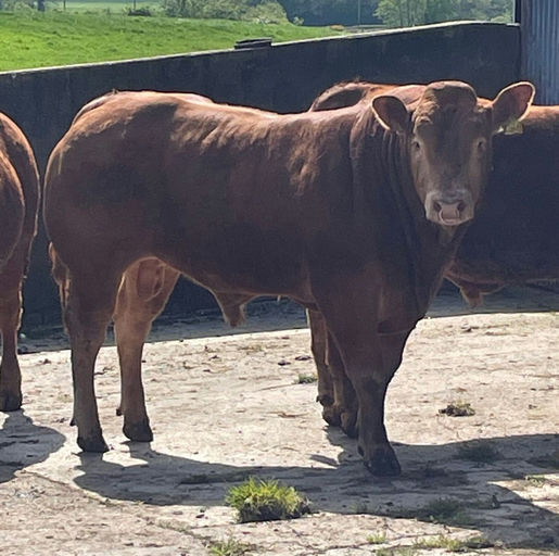 BROOKLANDS MARCO Picture 11