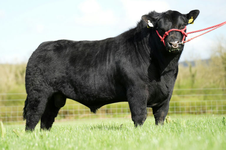 Carrowboy Vegas (AA1506)