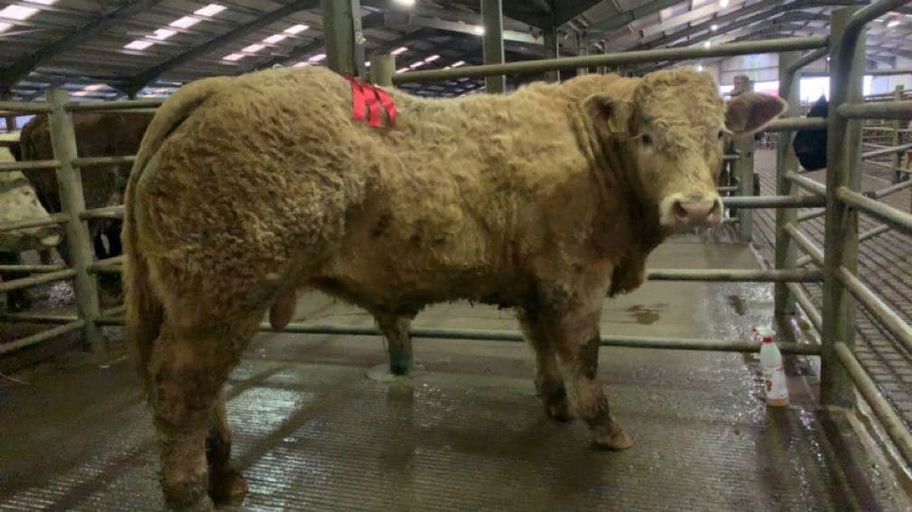 BALLYM ROCCO Picture 3