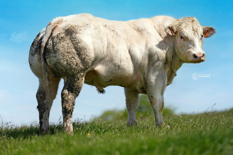 Hausse De Jauvelan (BB9789)