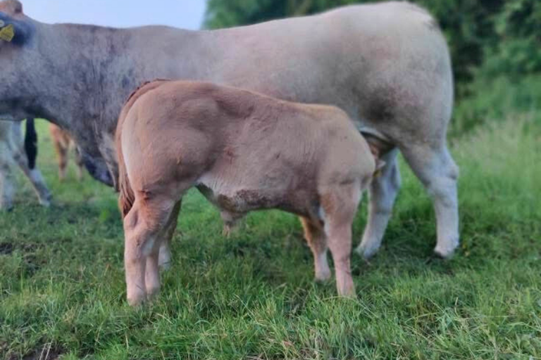 Deerpark Rowe sired bull calf