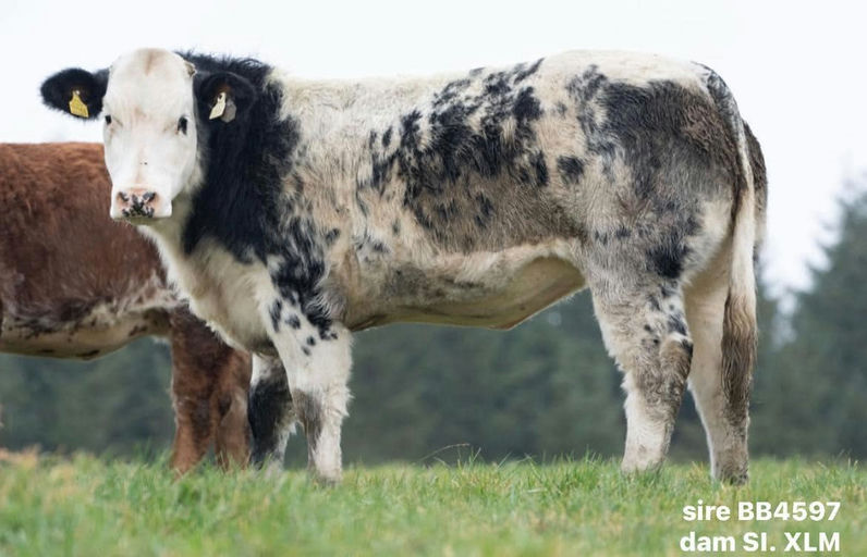Affute sired heifer