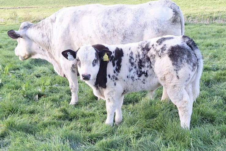 An De Beauffaux (BB4438) sired bull calf at 7 weeks old