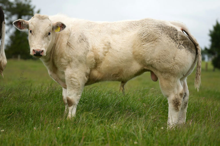 Moderato sired bull calf