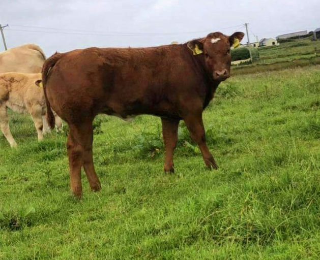 EWDENVALE IVOR Picture 10