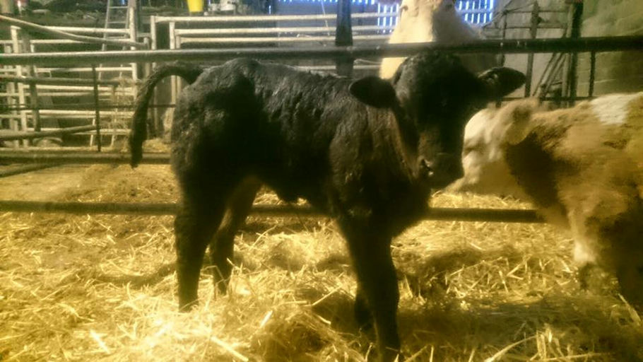 CASTLEVIEW CASINO (ET) Picture 5