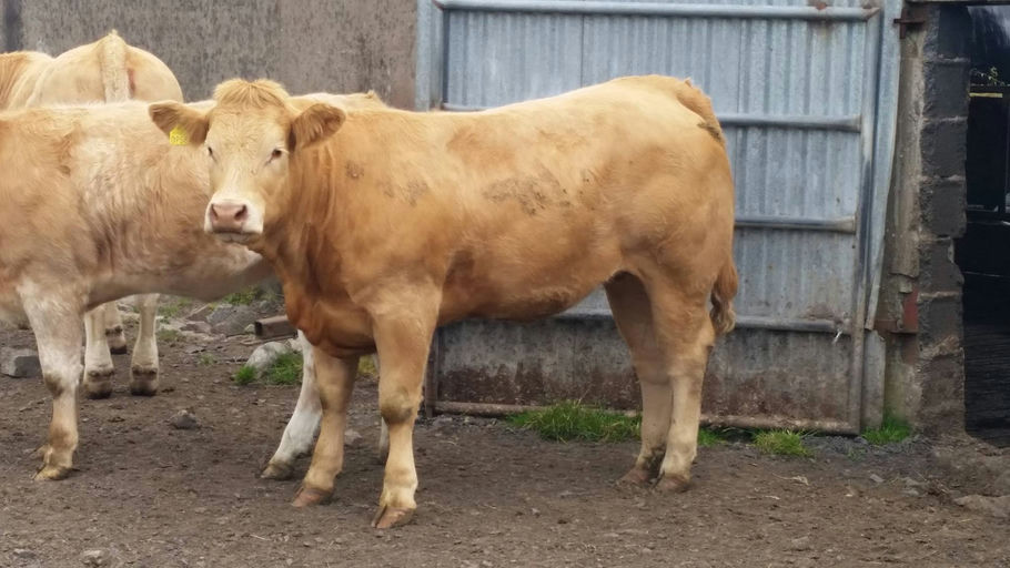 CASTLEVIEW CASINO (ET) Picture 3