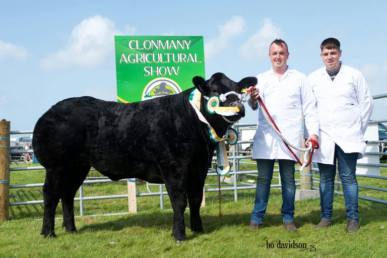 All Ireland baby beef heifer at Clonmany Show 2025