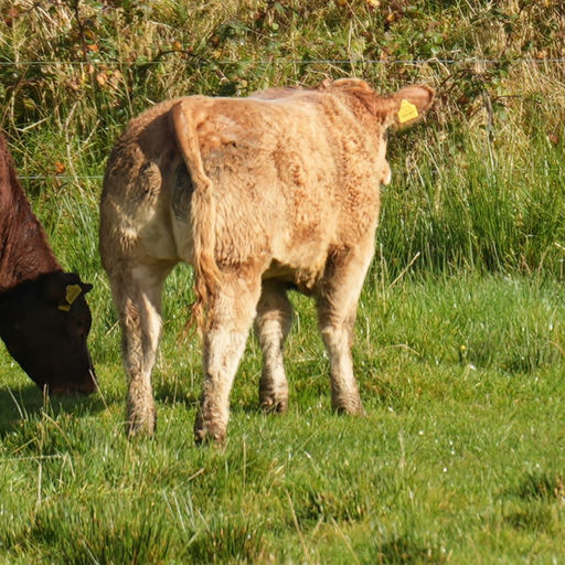 Superior sired heifer calf