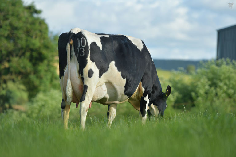 GLENABOY TUMEE SRM - Sire Details