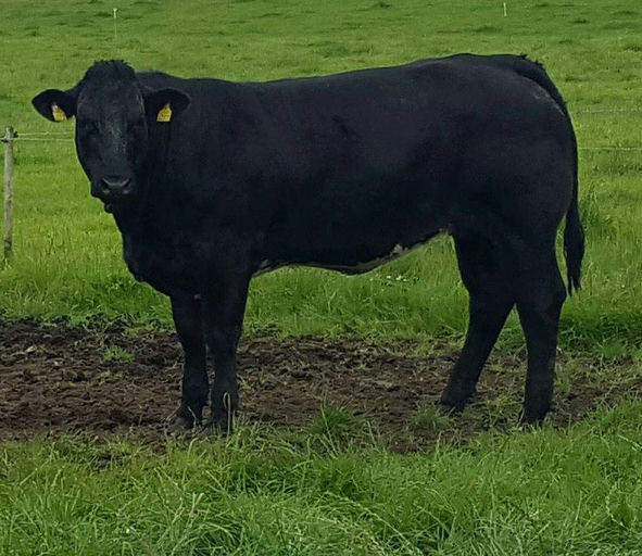 Brooklands F0959 sired heifer