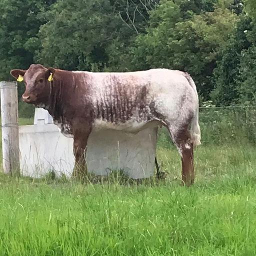 ELDERBERRY GALAHAD Picture 10