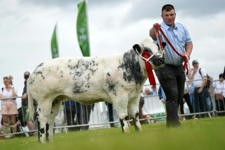 Maternal Sister - All Ireland Champion & Tullamore Champion 2025