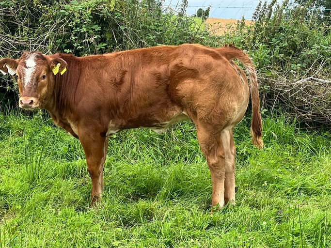 Birchpark Rufus sired heifer calf
