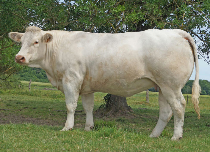 Lebonvo daughter