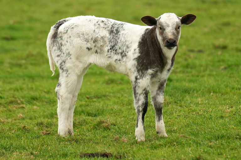 Special sired heifer calf from a Blonde x dam
