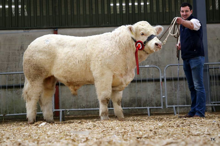 CLENAGH JASPER 2 Picture 5