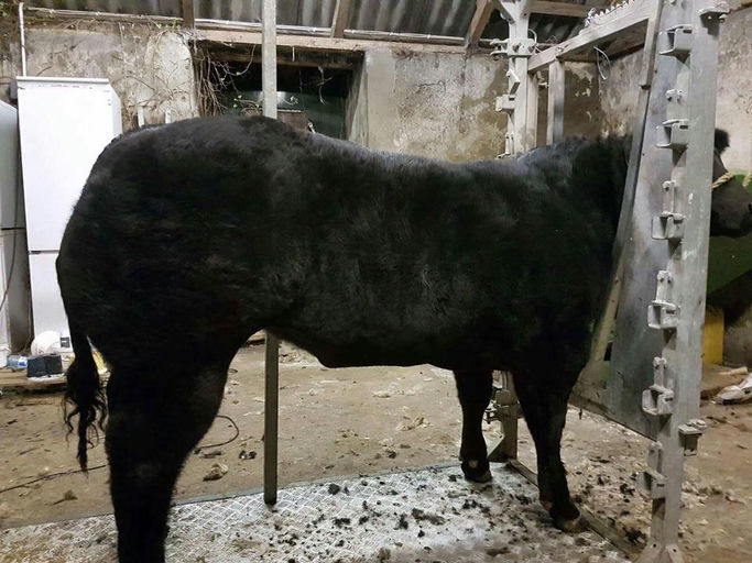 WILODGE JOSKINS Picture 8