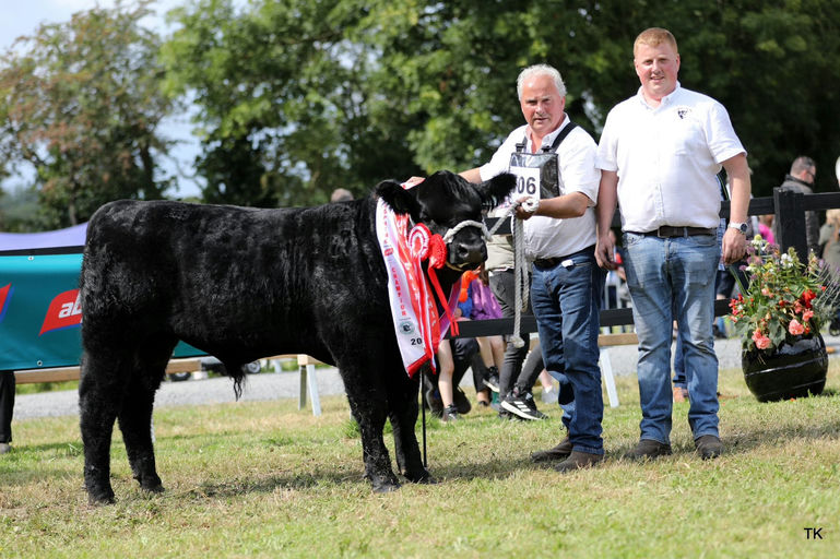 Drumcrow Tribesman son - All Ireland Irish Angus Bull Calf Champion 2024 born between November 23 and January 2024