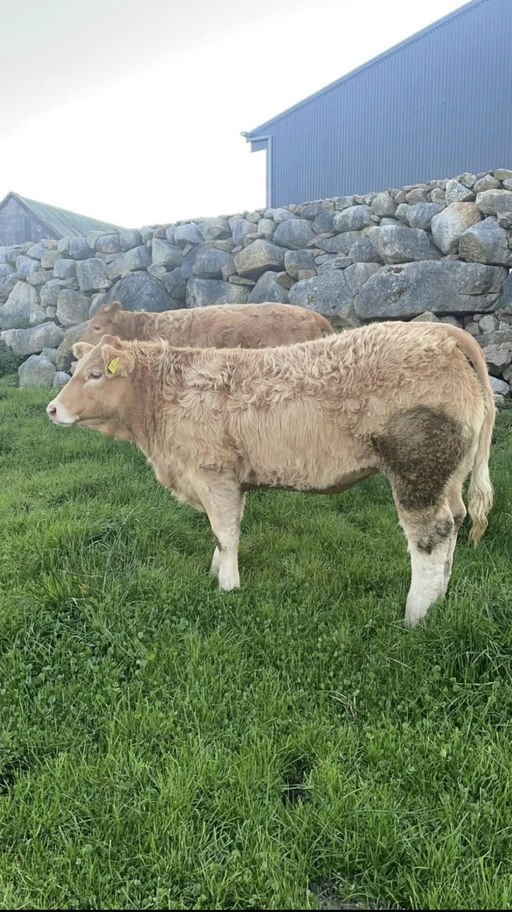 BALLYM ROCCO Picture 2