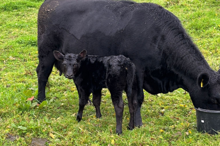 Vegas sired heifer calf