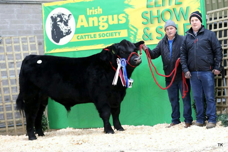 Drumcrow Tribesman son - Reserve Senior Male Champion at Irish Angus Elite Sale 2025