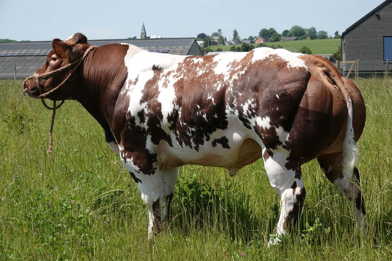 RED LIONS DE LA ROUGE CENSE Picture 1