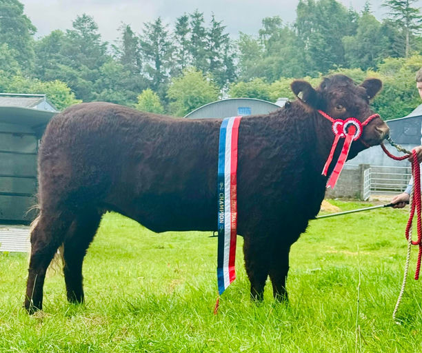Montesqieu daughter, Overall Saler Champion at Athlone Show