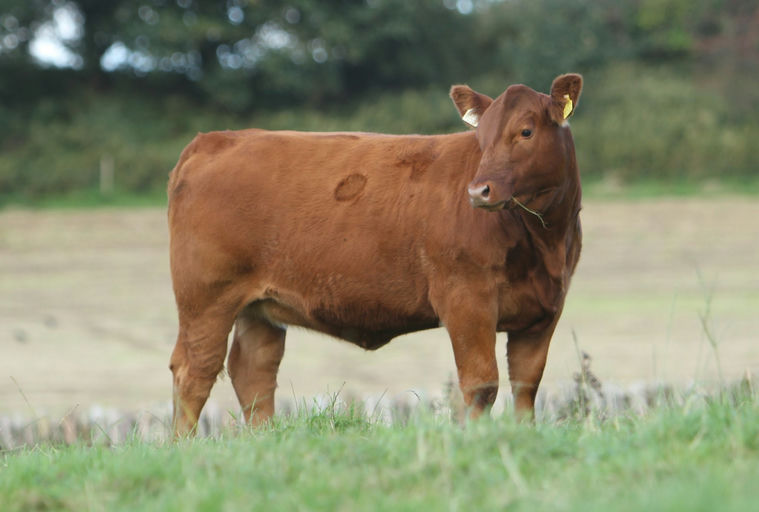 LISDUFF RED PEPPER R368 Picture 7