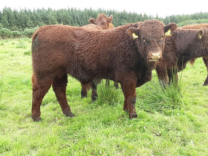 Montesqieu sired bull weanling