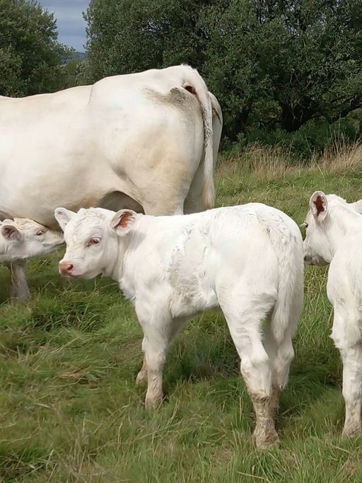 CLENAGH SUPERIOR ET Picture 9