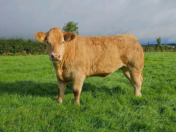 Superior sired heifer