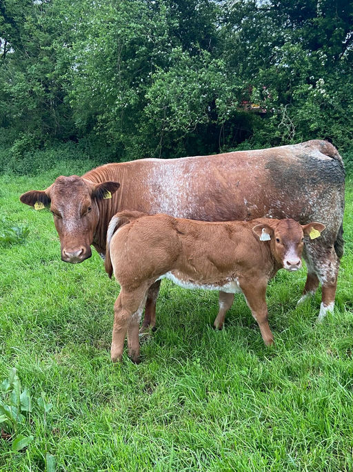 CLADDAGH MCCABE (ET) Picture 4