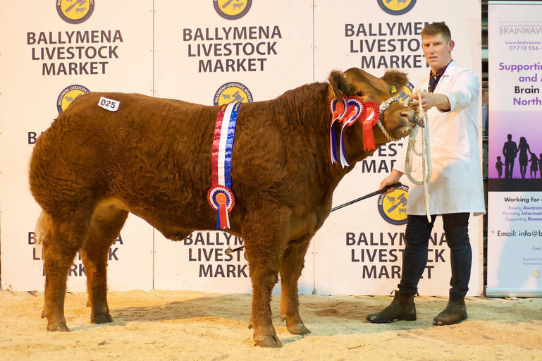 CLADDAGH MCCABE (ET) Picture 7